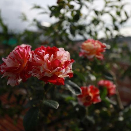 Homestay Doc Tinh Dalat Luaran gambar