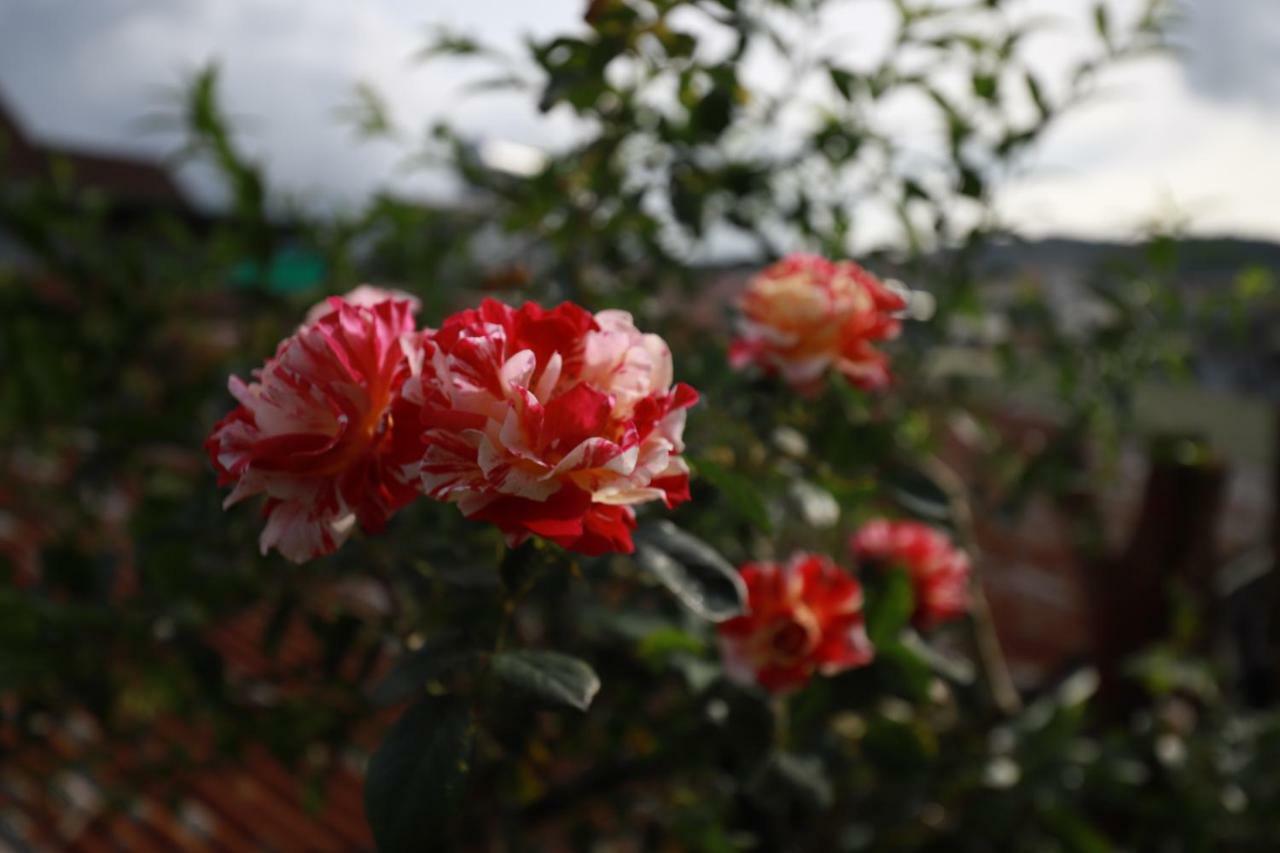 Homestay Doc Tinh Dalat Luaran gambar