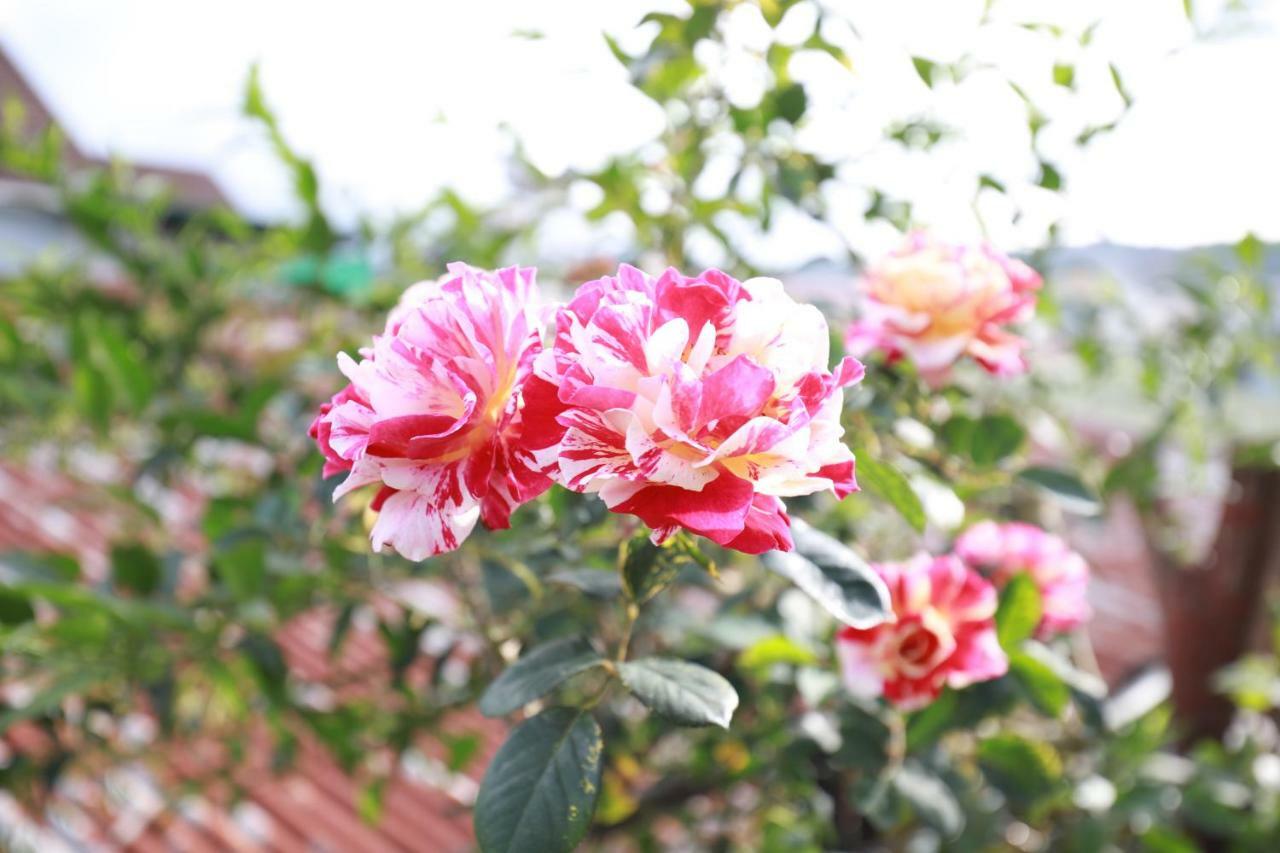 Homestay Doc Tinh Dalat Luaran gambar